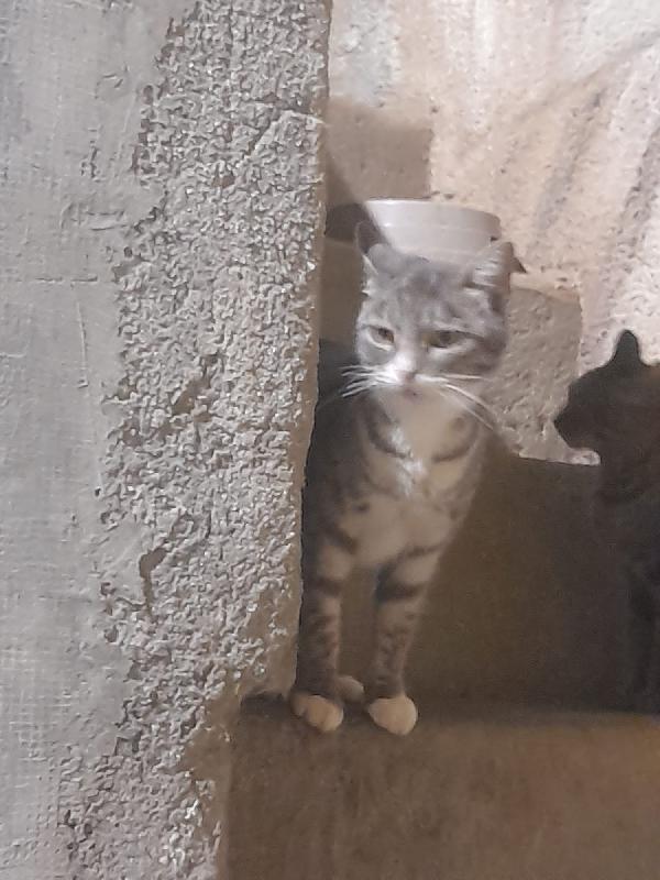 Milù: dolce, affettuosa e in cerca di una casa piena d’amore!” Foto 2